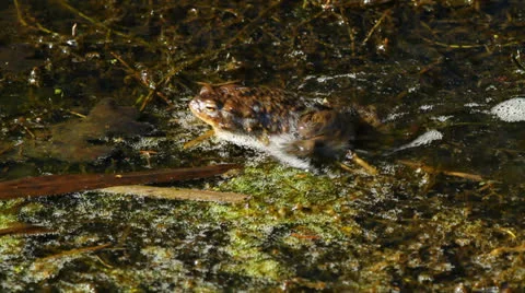 Common toad with foam, crawling Stock Footage 23226380