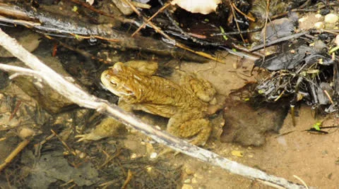 Common toad Stock Footage 22545745
