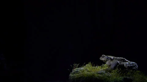 Common toad Stock Footage 35104197
