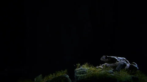 Common toad Stock Footage 35106735