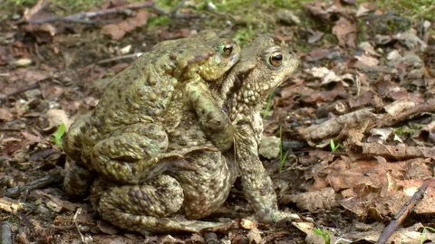 Common toad Stock Footage 79216915
