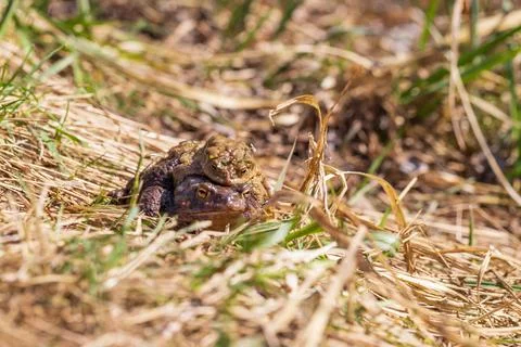 Common toad frog - Bufo bufo at mating time. Stock Photos