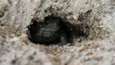 Common Toad Frog hiding in hole, Bufo bufo Video stock 11298596