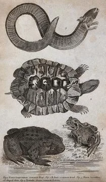 A common toad, frog, tortoise and eel-shaped siren. Etching by J. Scott, ca.. Stock Illustration