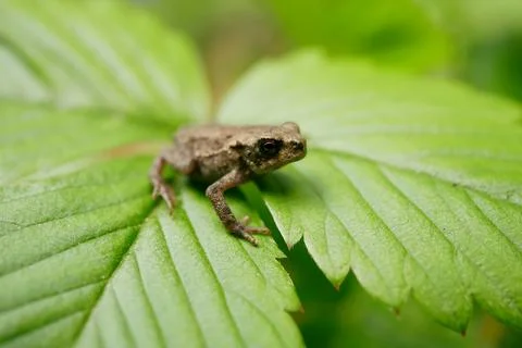 Common toad froglet frog Bufo bufo juvenile species amphibians close up macro Stock Photos