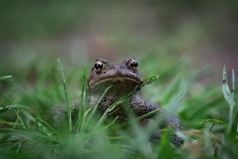 A common toad front view closeup at summer in saarland Stock Photos