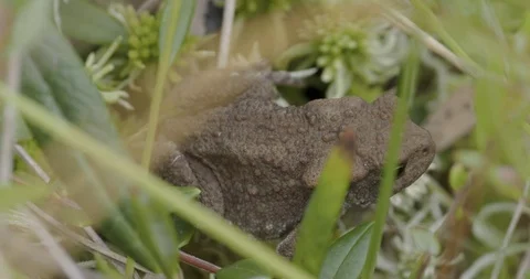 Common Toad in the Grass Stock Footage 97734994