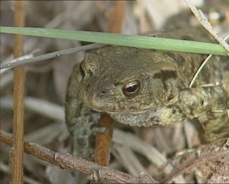 Common Toad hidden between grass blades - on camera Stock Footage 44845901