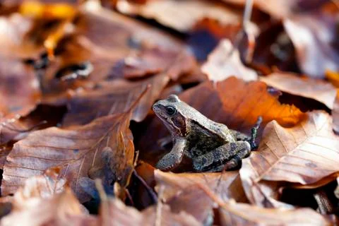 Common toad - leaves Stock Photos