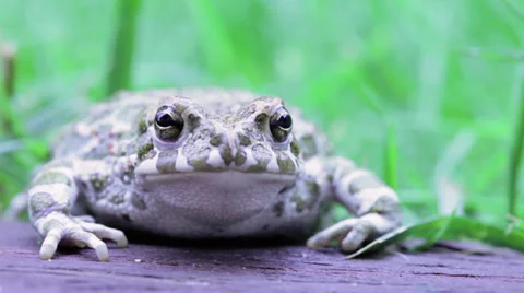 Common toad look to camera with pensive expression Stock Footage 27502419