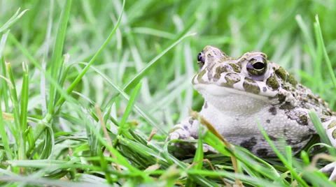 Common toad look to camera with pensive expression Vidéo 32357553