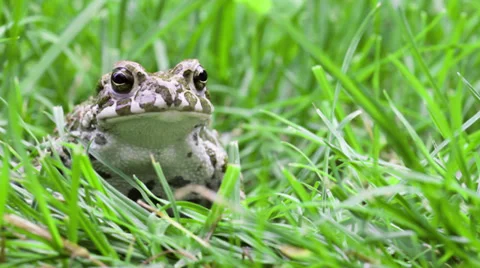 Common toad look to camera with pensive expression Vidéo 32357555