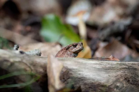 Common toad looking over a branch on the forest floor, detailed wildlife ma.. Stock Photos