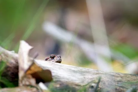 Common toad looking over a branch on the forest floor, detailed wildlife ma.. Stock Photos