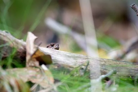 Common toad looking over a branch on the forest floor, detailed wildlife ma.. Stock Photos
