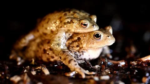 Common Toad Mating Pair Wildlife Amphibian. Bufo bufo at night Stock Footage 330803012