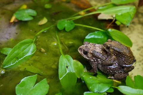 Common toad mating in pond Stock Photos