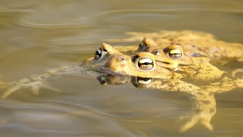 Common toad in mating time Stock Footage 81561174