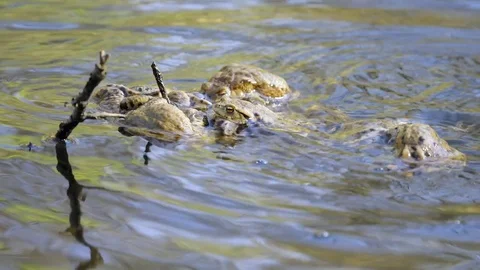 Common toad in mating time Stock Footage 81561186