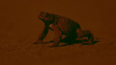 Common toad migrating through a city park at night Stock Footage 337958155
