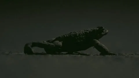 Common toad migrating through a city park at night Stock Footage 337958162