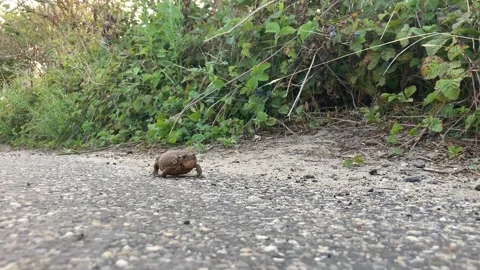 Common toad migration 動画素材 220744957