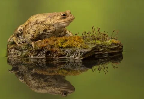 Common toad on mound with reflection in water Foto stock