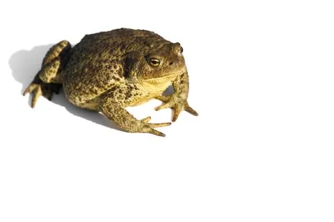 Common toad or European toad, Bufo bufo, isolated on white background. Stock Photos