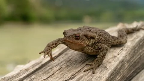 Common toad or European toad (Bufo bufo) in nature, close up Stock Photos
