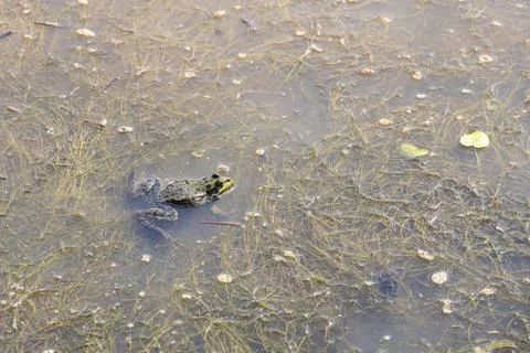 The common toad or European toad is sitting in a pond Foto stock