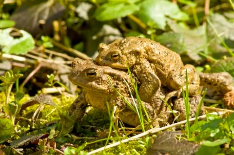 Common toad with partner on back Stock Photos