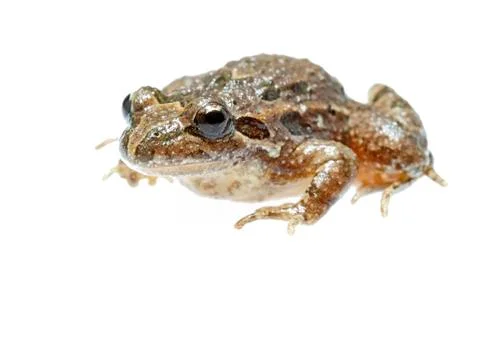 Common toad Stock Photos