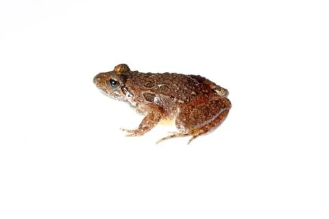 Common toad Stock Photos