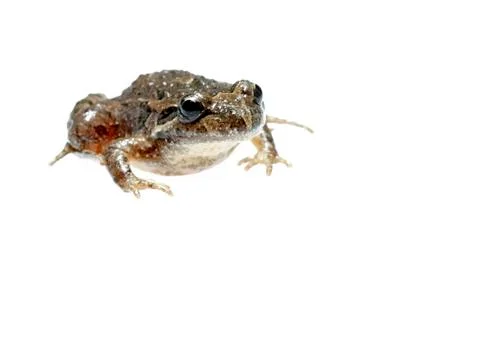 Common toad Stock Photos