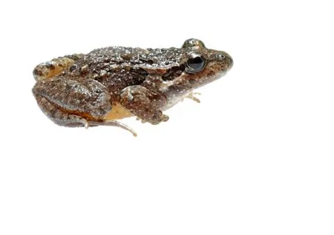 Common toad Foto stock