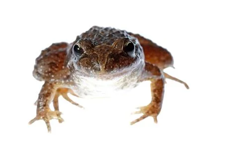 Common toad Stock Photos