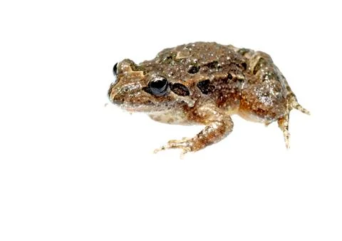 Common toad Stock Photos