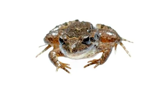 Common toad Stock Photos