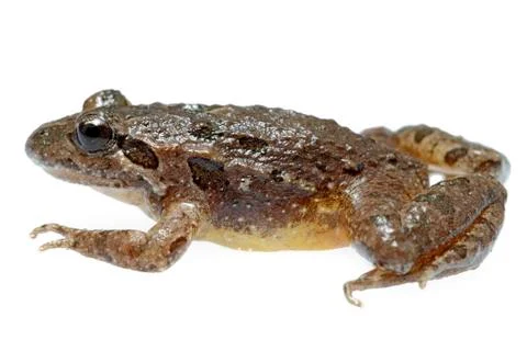 Common toad Stock Photos