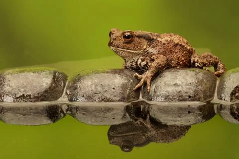 Common Toad Stock Photos