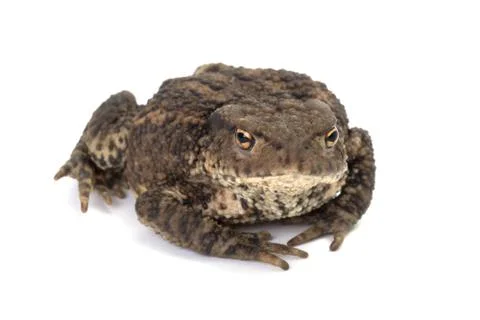 Common Toad Stock Photos
