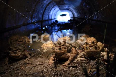 COMMON TOAD Stock Photos