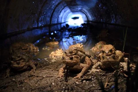 COMMON TOAD Stock Photos