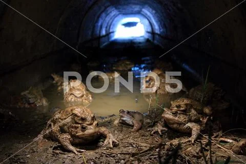 COMMON TOAD Stock Photos