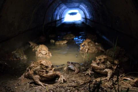 COMMON TOAD Stock Photos