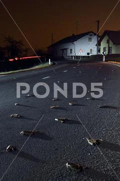 Common toad Stock Photos