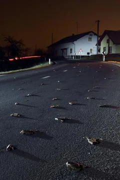 Common toad Foto stock