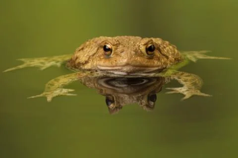 Common toad Foto stock