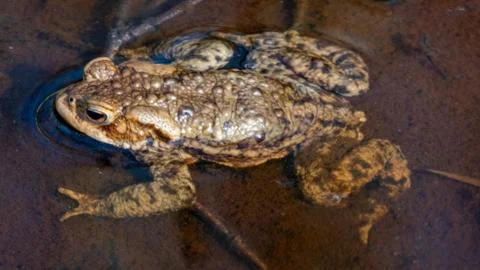 Common toad. Stock Photos