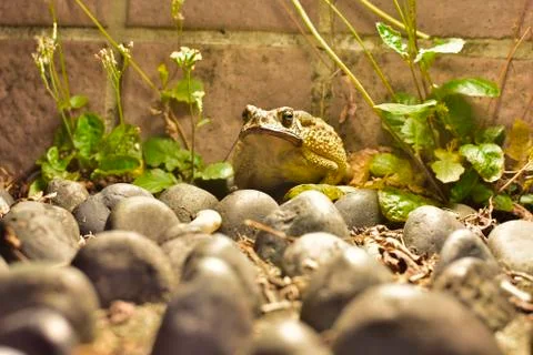 Common Toad Stock Photos